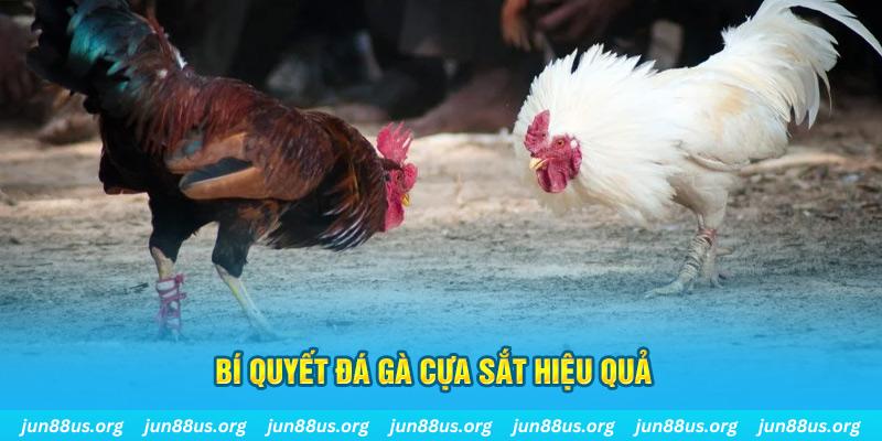 vn58 đá gà cựa dao