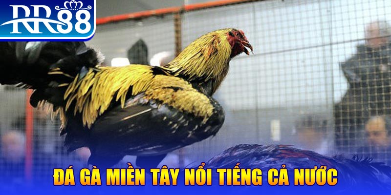 vn58 gà chọi c1.com trực tiếp 888