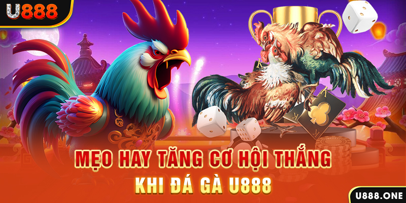 vn58 trực tiếp gà chọi c1